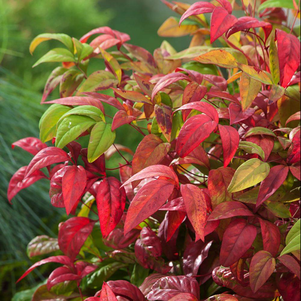 Bambou sacré - Nandina 'Fire power' - Image 3