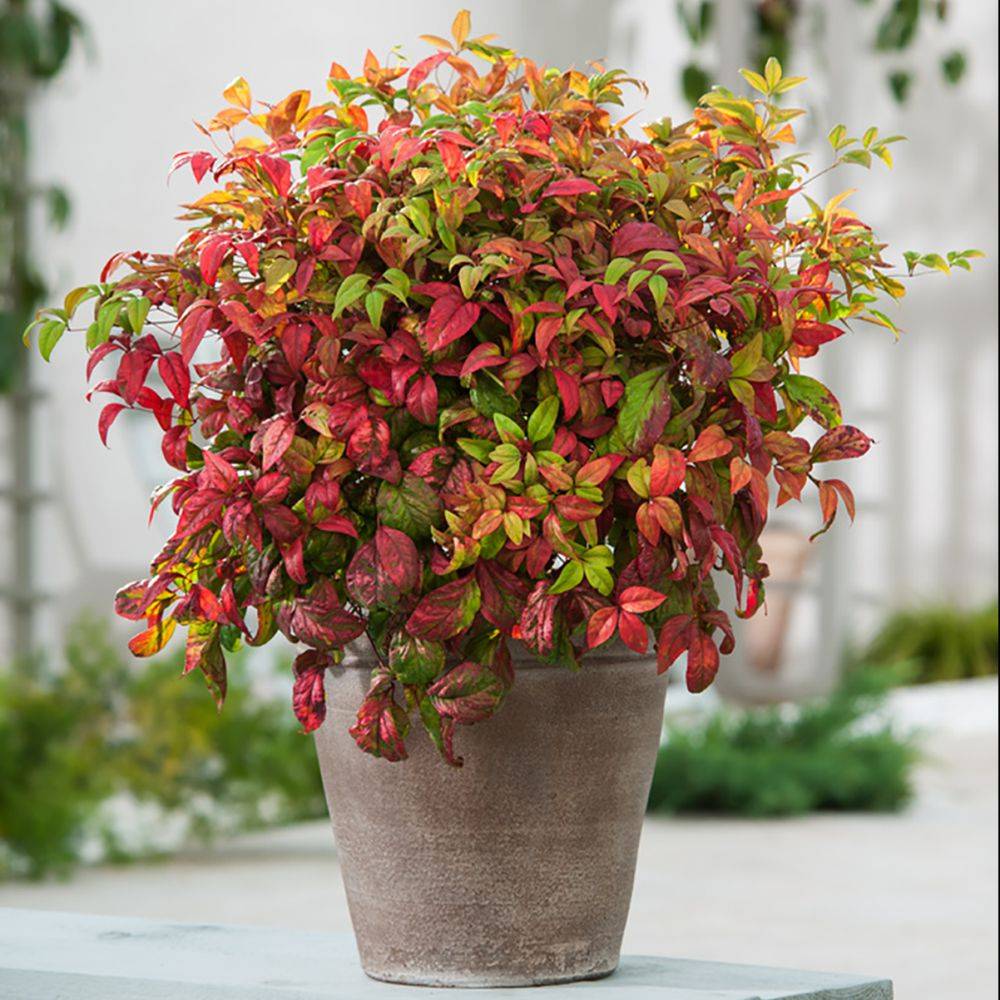 Bambou sacré - Nandina 'Fire power' - Image 2