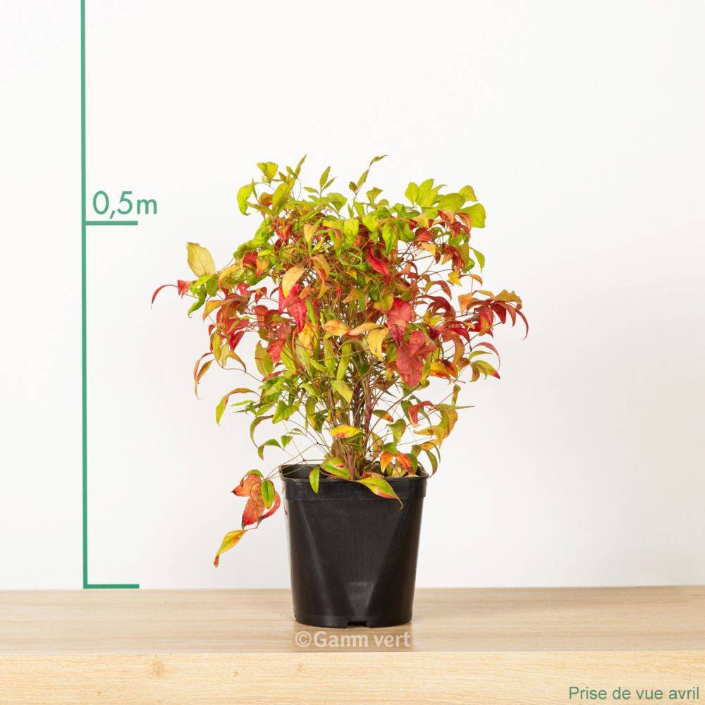 Bambou sacré - Nandina 'Fire power' - Image 6