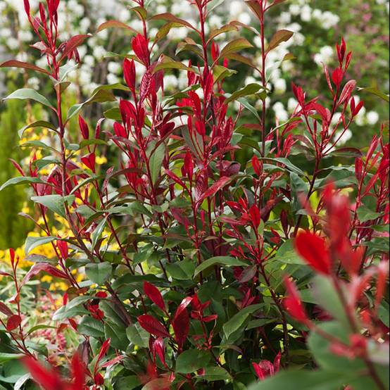 Photinia Carré Rouge - Image 2