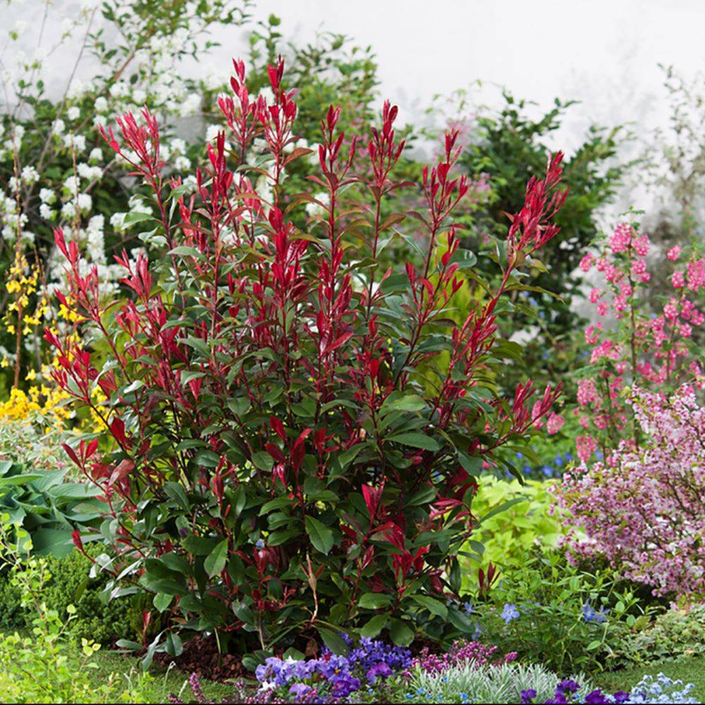 Photinia Carré Rouge - Image 3