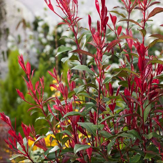 Photinia Carré Rouge - Image 1