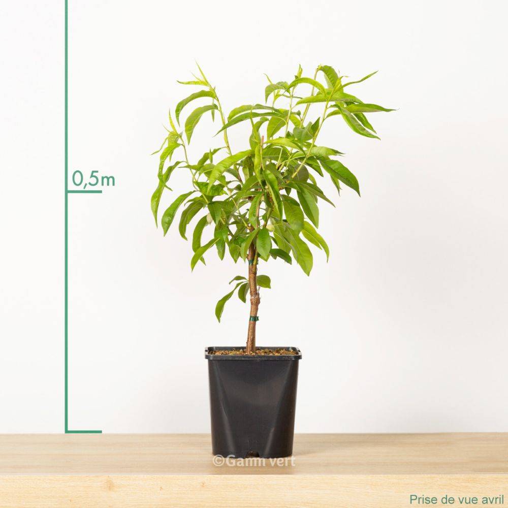 Pêcher de balcon 'Peach Me Yellow' - Fruit Me® - Image 1