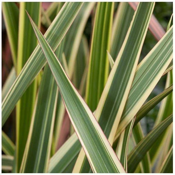 Phormium 'Tricolor' - Lin de Nouvelle-Zélande - Image 2