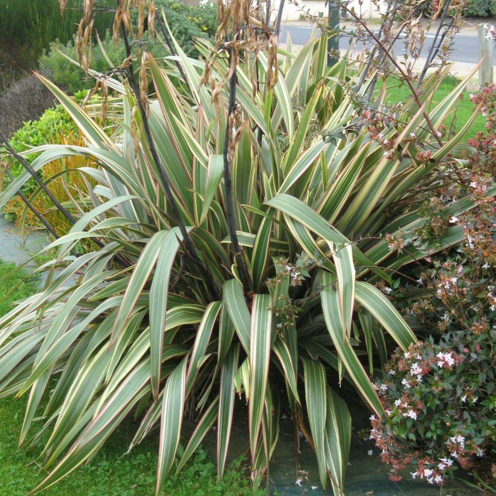 Phormium 'Tricolor' - Lin de Nouvelle-Zélande - Image 3