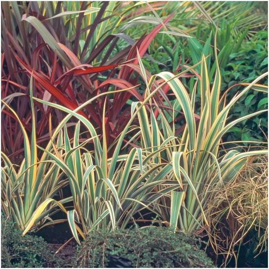 Phormium 'Tricolor' - Lin de Nouvelle-Zélande - Image 4