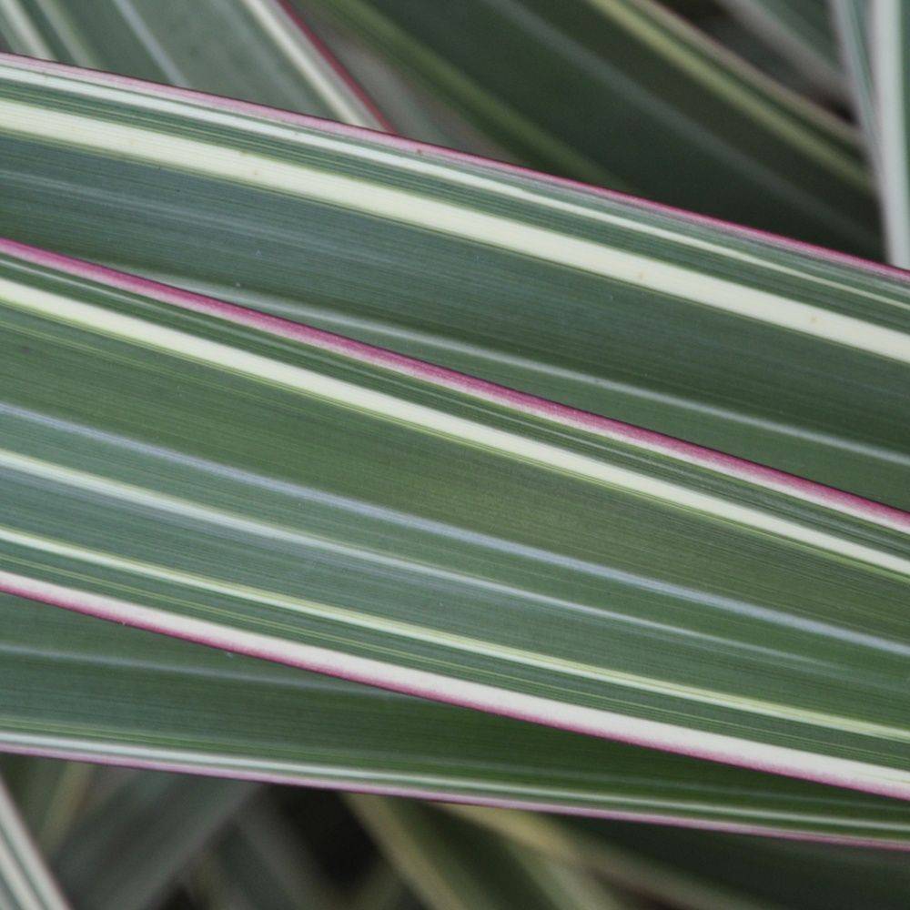 Phormium 'Tricolor' - Lin de Nouvelle-Zélande