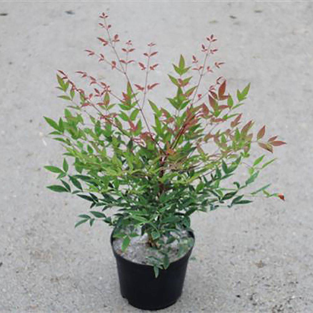 Bambou sacré - Nandina domestica - Image 6