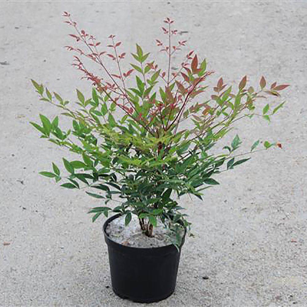 Bambou sacré - Nandina domestica - Image 5