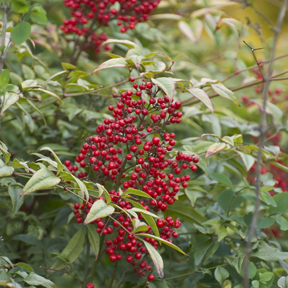 Bambou sacré - Nandina domestica - Image 2