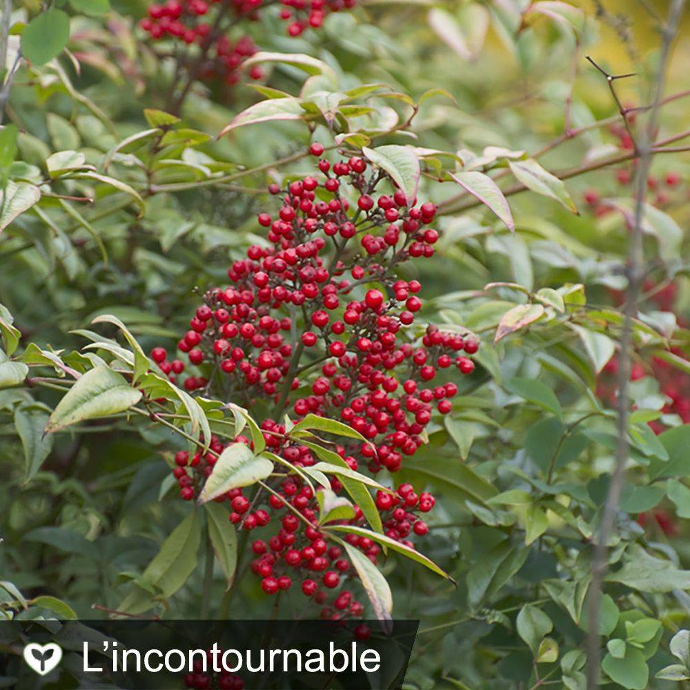 Bambou sacré - Nandina domestica - Image 1