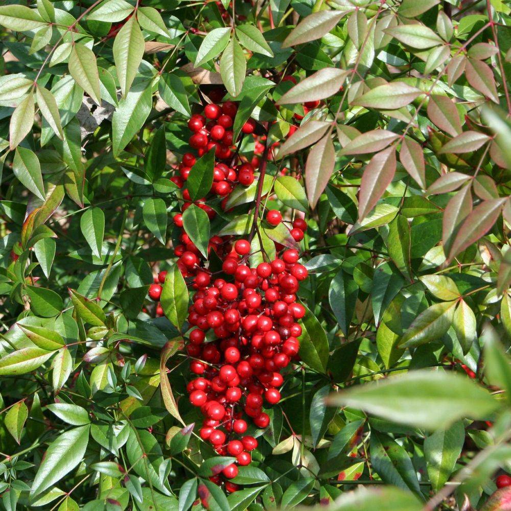 Bambou sacré - Nandina domestica - Image 4