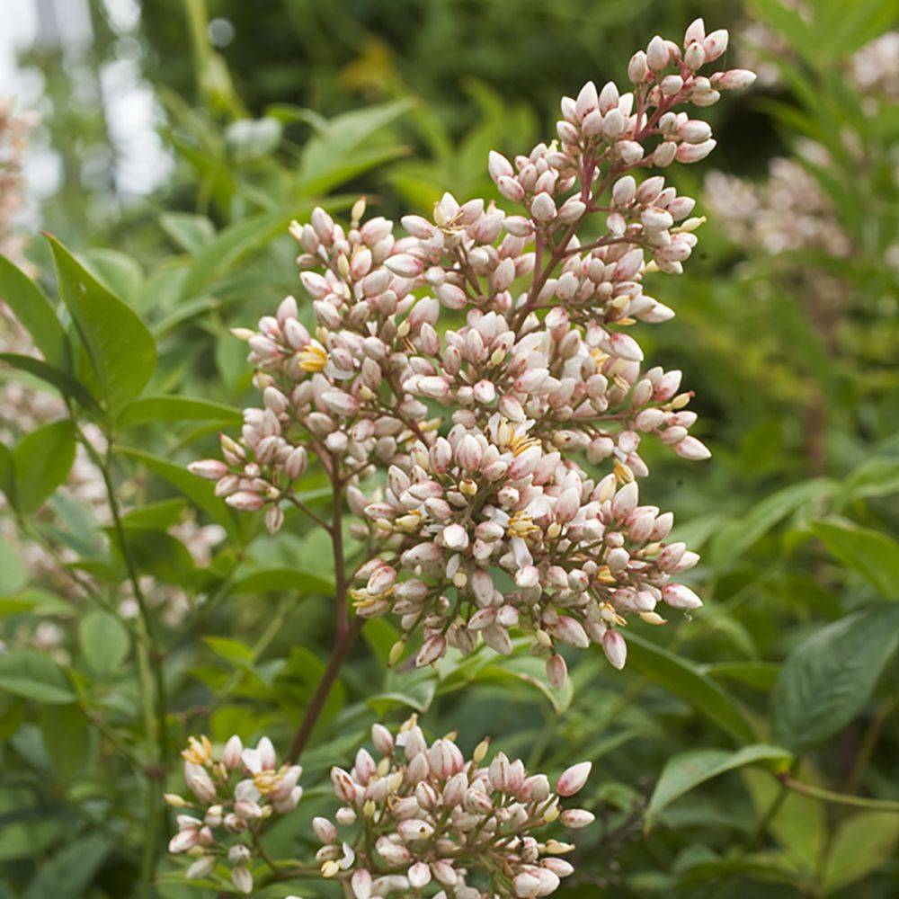 Bambou sacré - Nandina domestica - Image 3