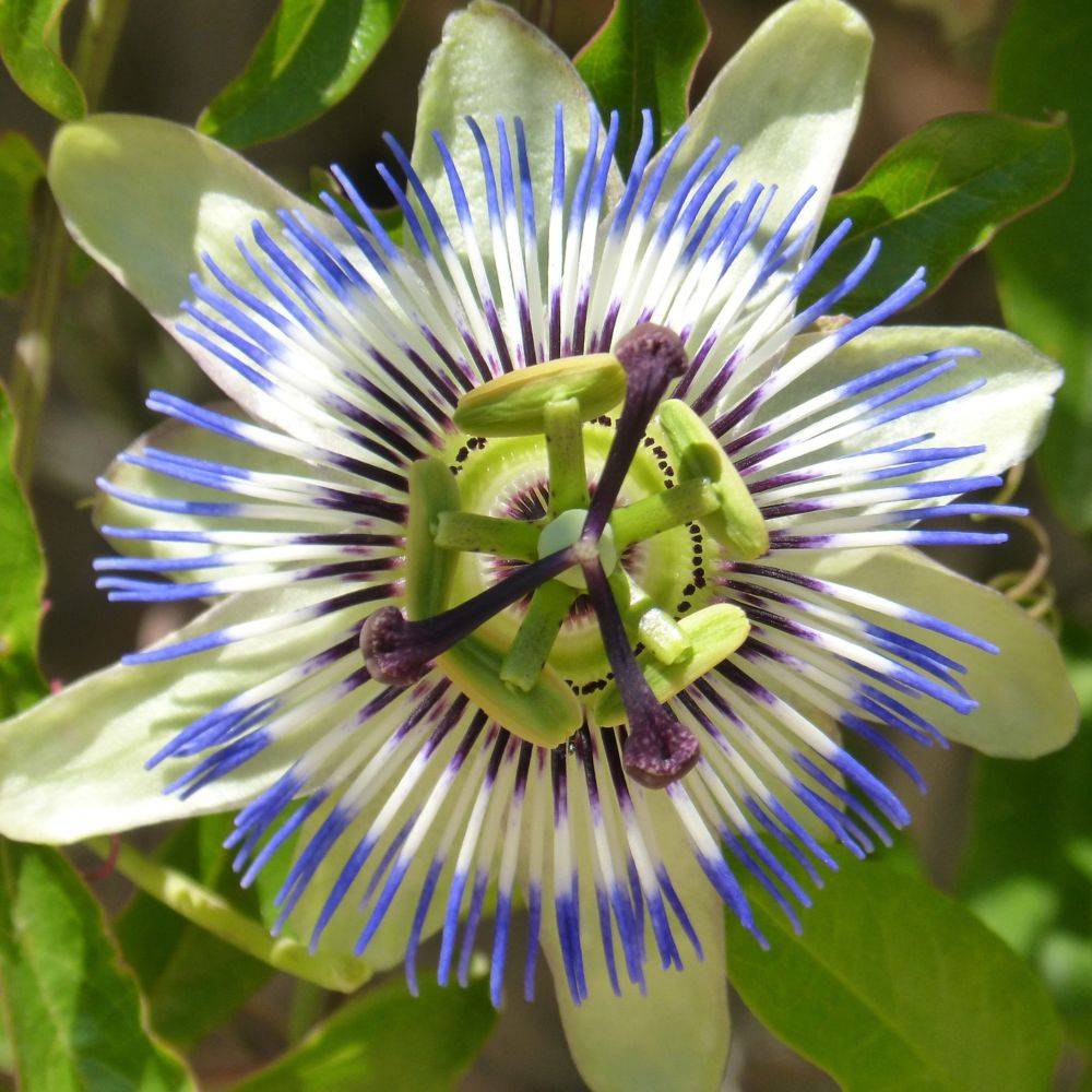 Passiflore caerulea - Image 1