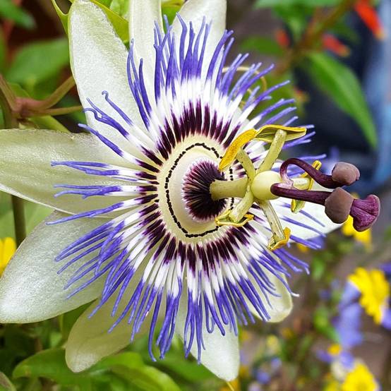 Passiflore caerulea - Image 7