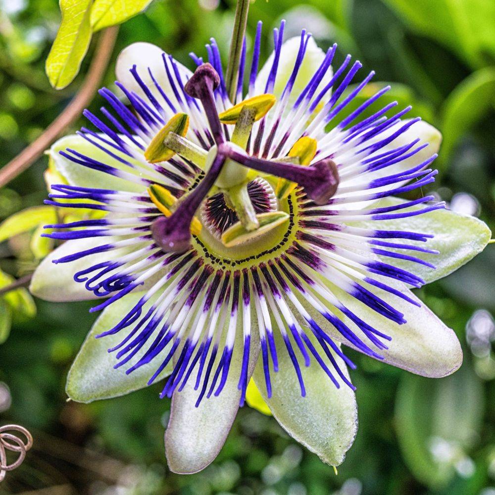 Passiflore caerulea - Image 4