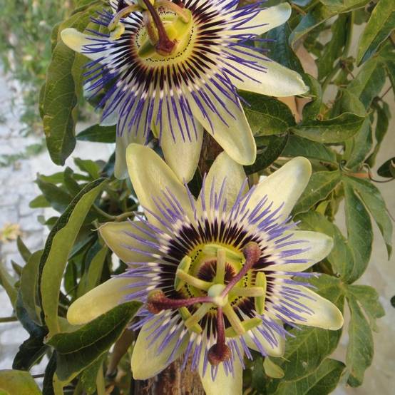 Passiflore caerulea - Image 6