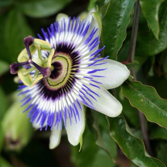 Passiflore caerulea - Image 5