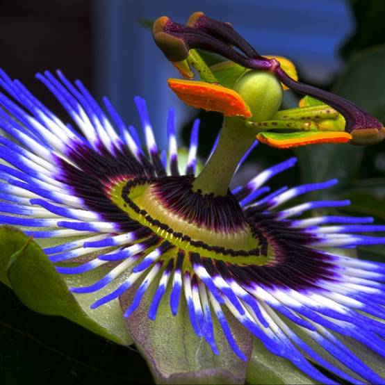 Passiflore caerulea - Image 3