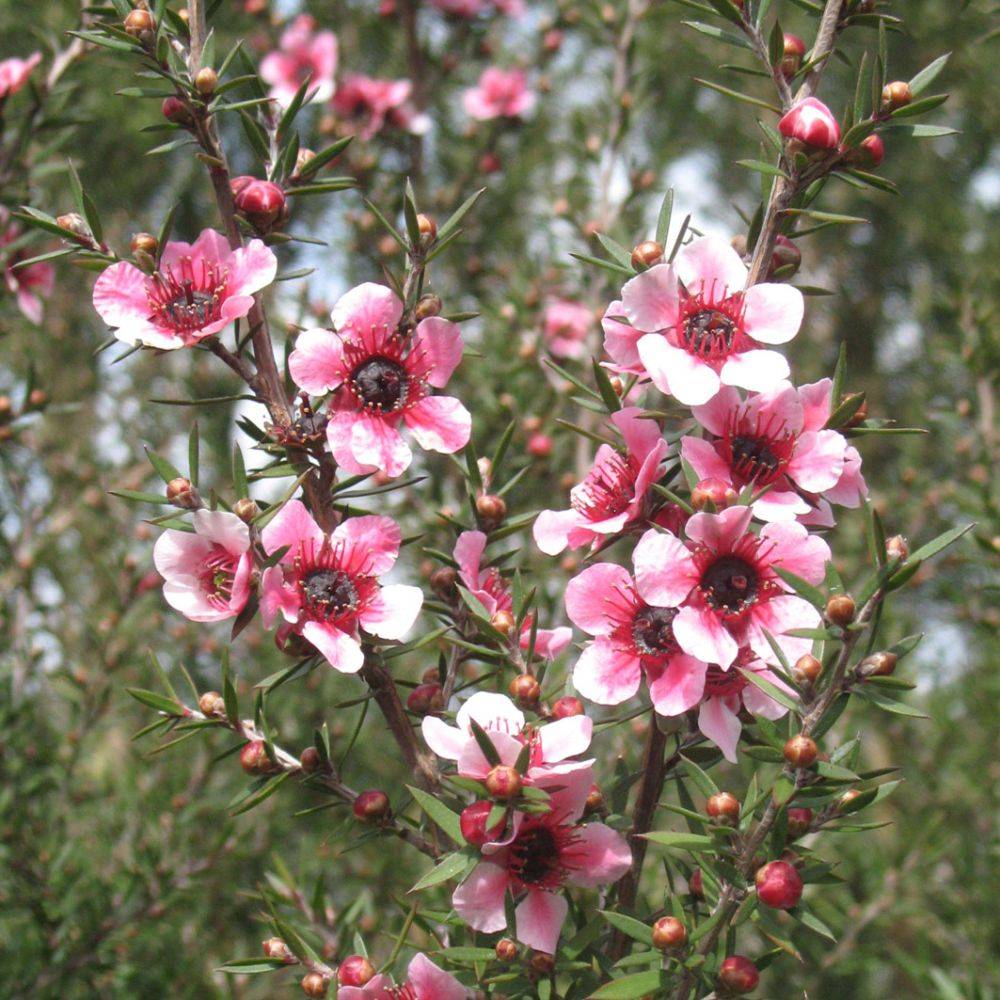 Leptospermum scoparium Martinii