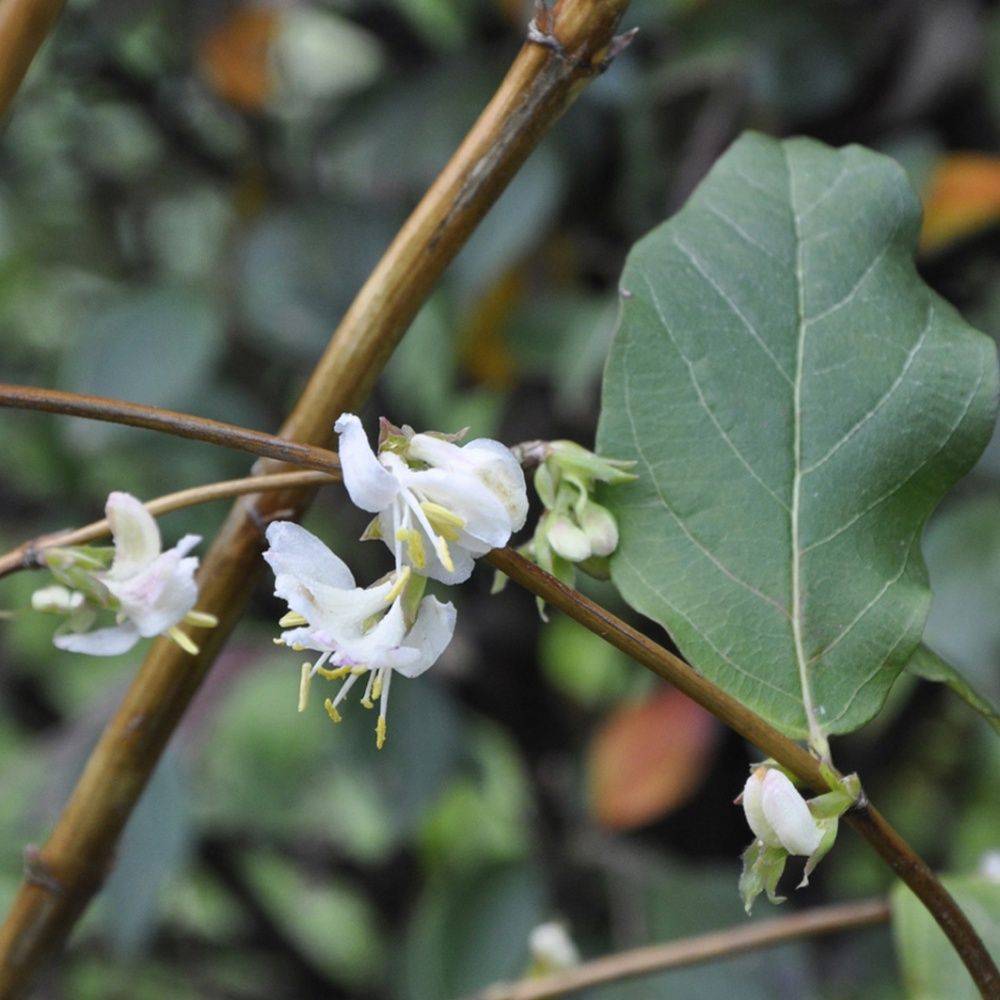 Chèvrefeuille odorant d'hiver