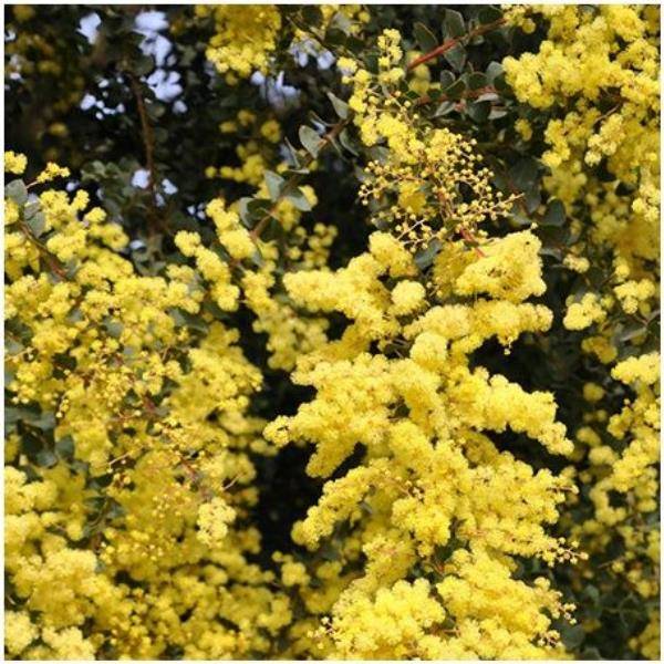 Mimosa pravissima - Image 2
