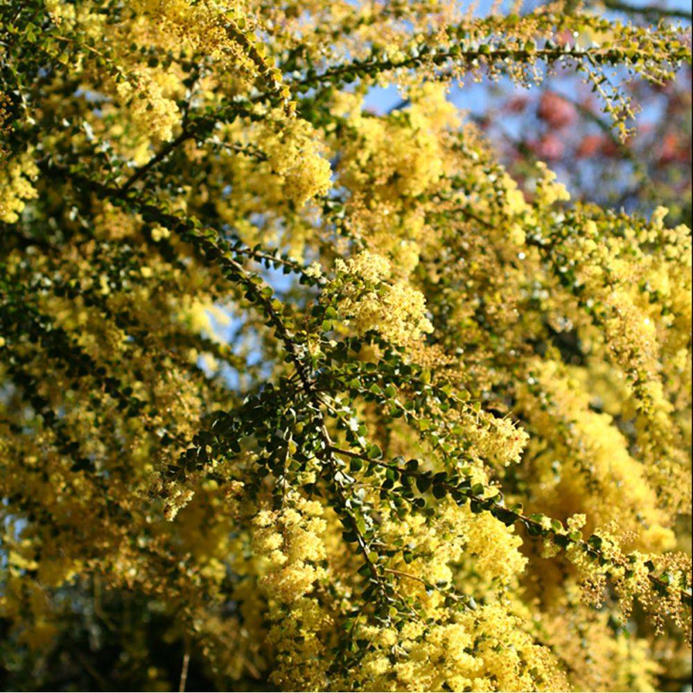 Mimosa pravissima - Image 1