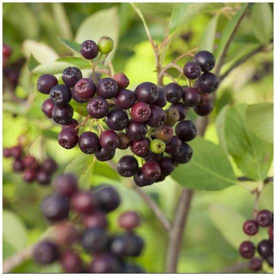 Aronia Viking - Image 2