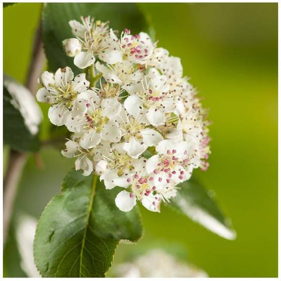 Aronia Viking - Image 3