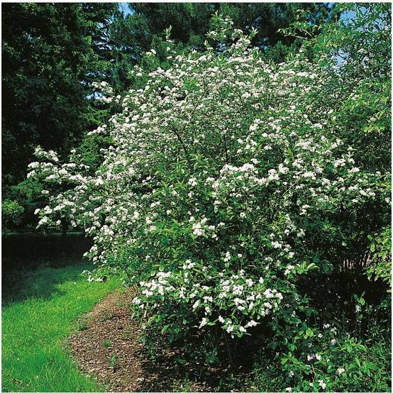 Aronia Viking - Image 1