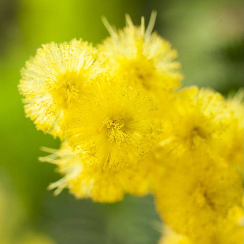 Mimosa d'hiver 'Le Gaulois' (de bouture) - Image 3