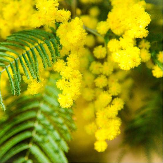 Mimosa d'hiver 'Le Gaulois' (de bouture) - Image 4