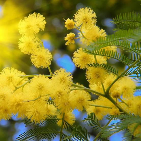 Mimosa d'hiver 'Le Gaulois' (de bouture) - Image 8