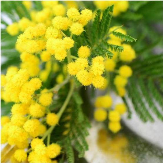 Mimosa d'hiver 'Le Gaulois' (de bouture) - Image 9