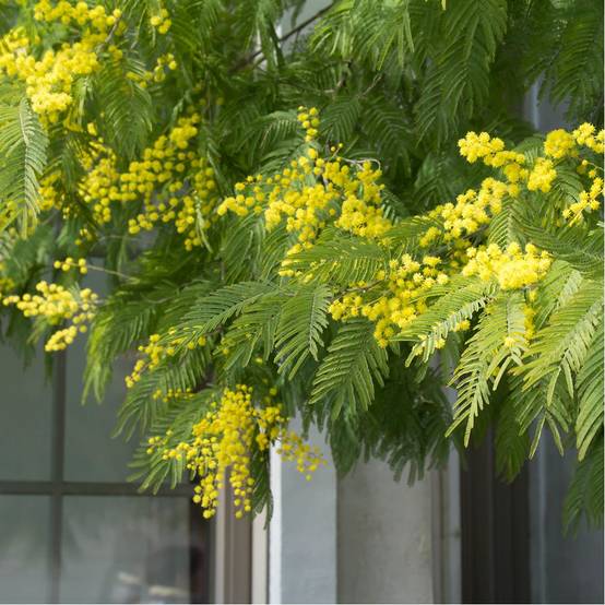 Mimosa d'hiver 'Le Gaulois' (de bouture) - Image 7