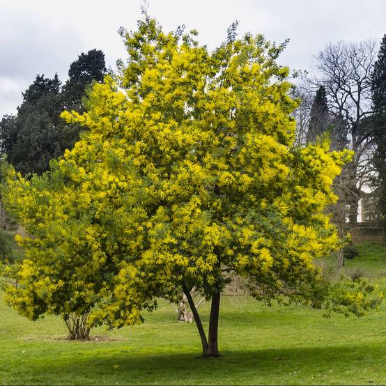 Mimosa d'hiver 'Le Gaulois' (de bouture) - Image 1