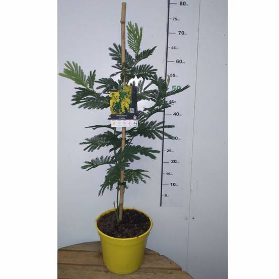 Mimosa d'hiver 'Le Gaulois' (de bouture) - Image 12
