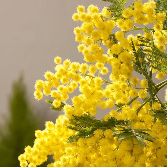 Mimosa d'hiver 'Le Gaulois' (de bouture) - Image 5