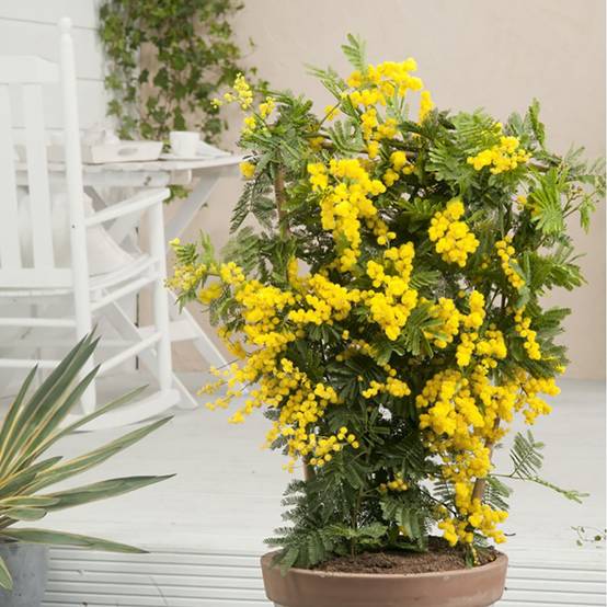 Mimosa d'hiver 'Le Gaulois' (de bouture) - Image 11
