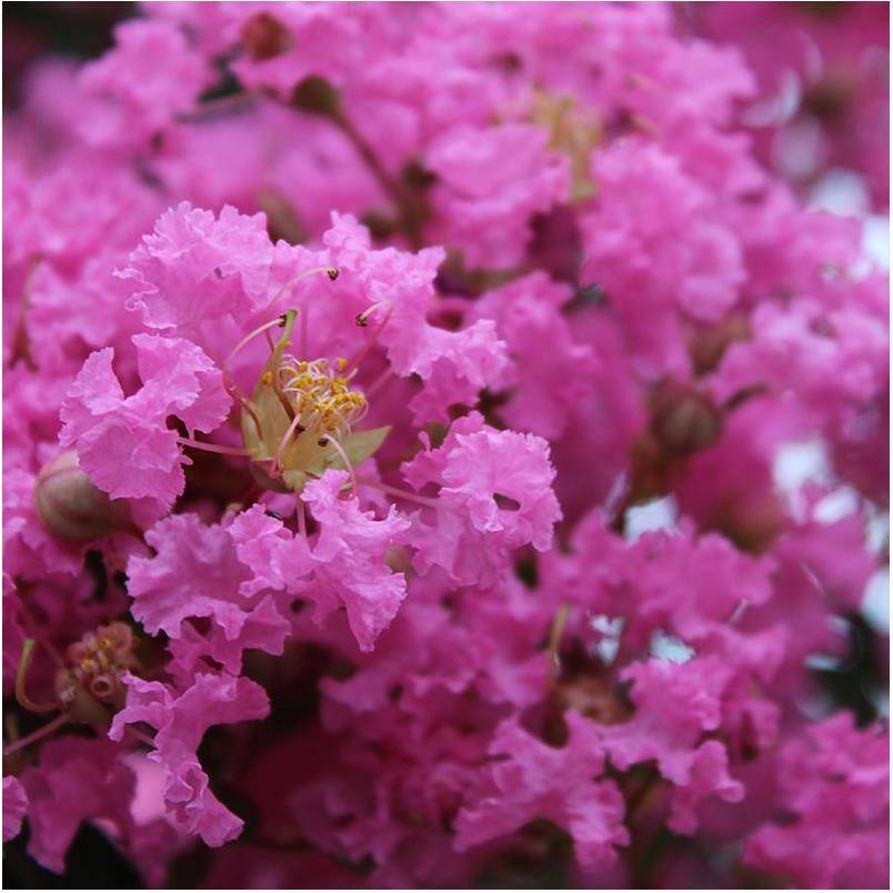 Lilas des Indes Monbazillac®