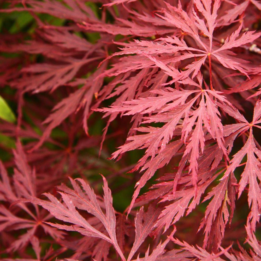 Erable du Japon 'Dissectum Garnet' - Imagen 1