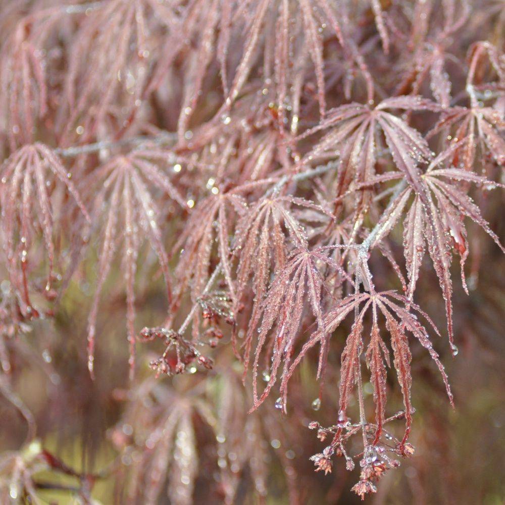 Erable du Japon 'Dissectum Garnet' - Imagen 2