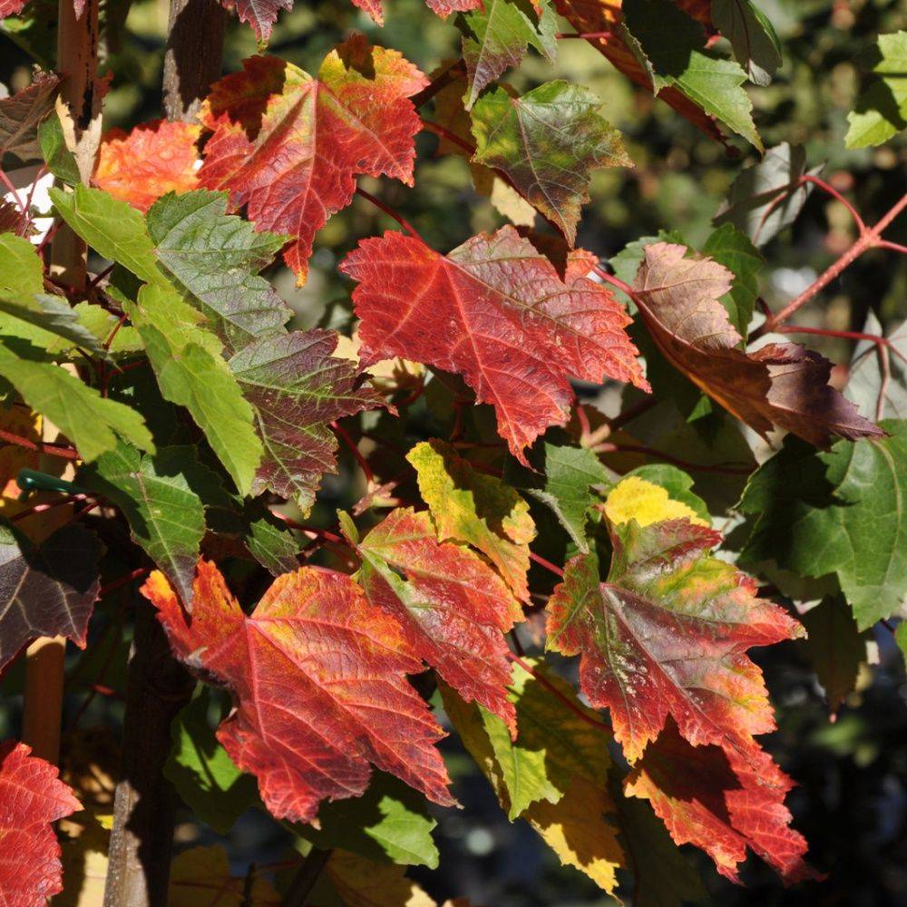 Erable rouge 'Fairview Flame' - Image 1