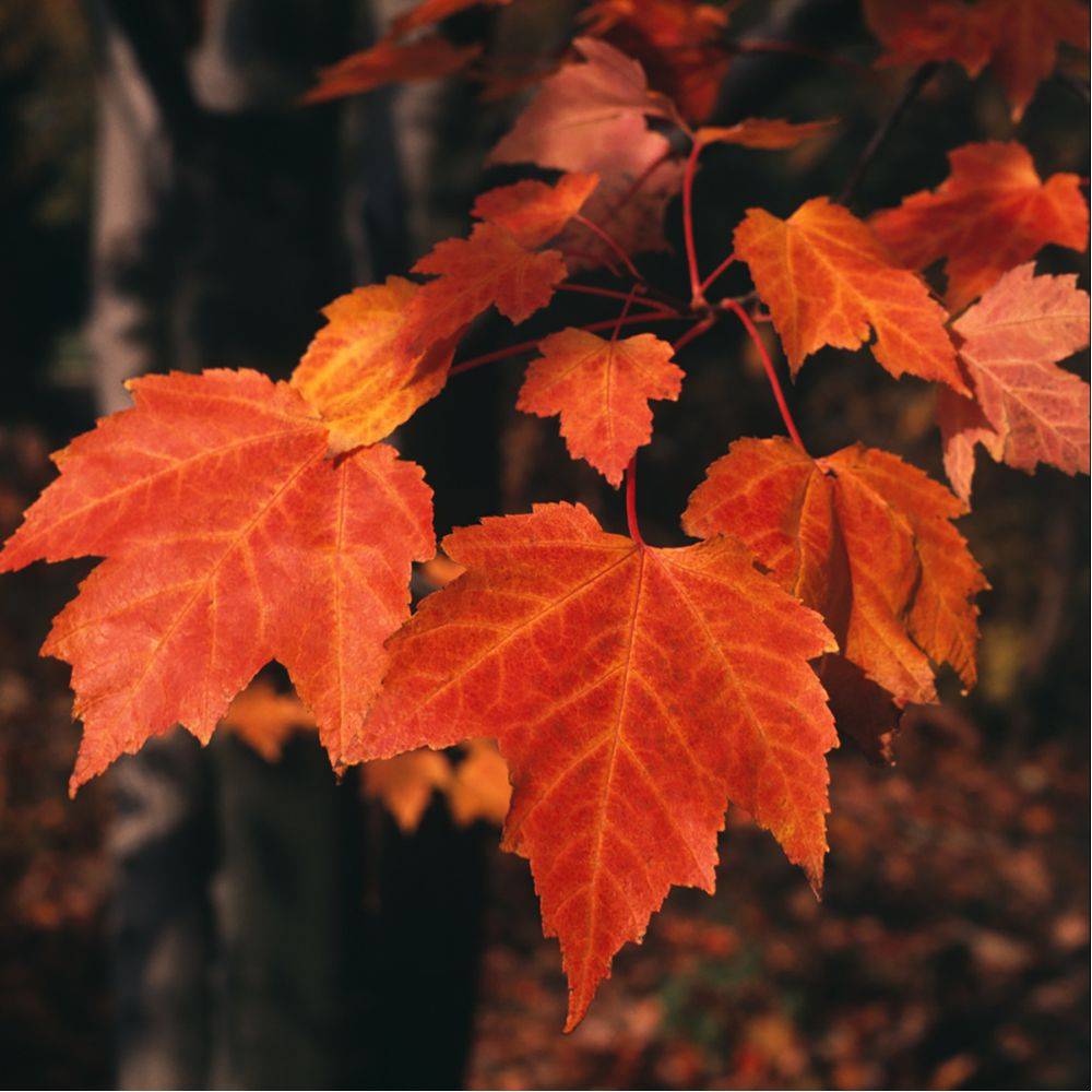 Erable rouge 'Fairview Flame' - Image 2