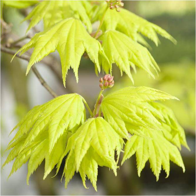Erable du Japon 'Aureum' - Acer shirasawanum 'Aureum' - Imagen 4