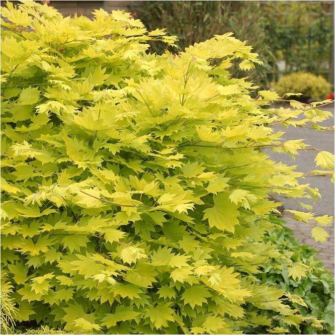 Erable du Japon 'Aureum' - Acer shirasawanum 'Aureum' - Imagen 5