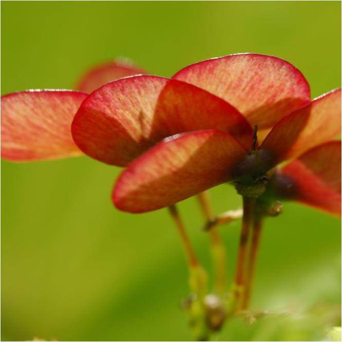 Erable du Japon 'Aureum' - Acer shirasawanum 'Aureum' - Imagen 2