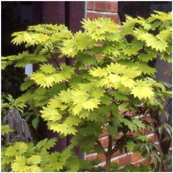 Erable du Japon 'Aureum' - Acer shirasawanum 'Aureum' - Imagen 1