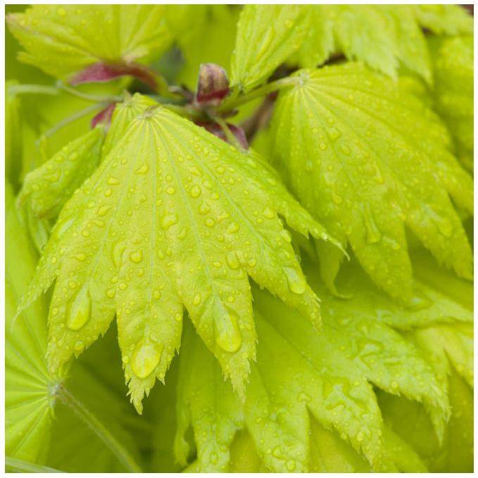 Erable du Japon 'Aureum' - Acer shirasawanum 'Aureum' - Imagen 3