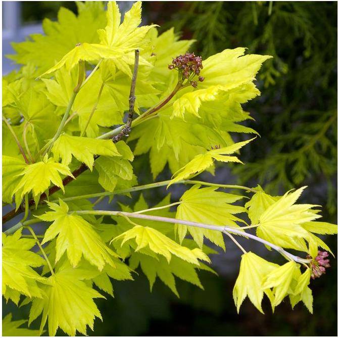 Erable du Japon 'Aureum' - Acer shirasawanum 'Aureum' - Imagen 6